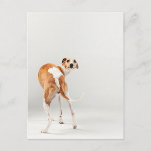 Whippet Postkarte