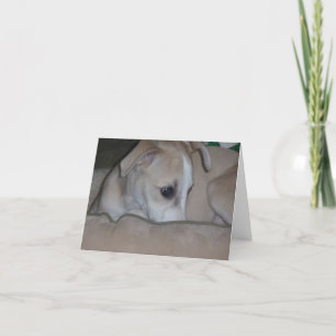 Whippet puppy notecard karte