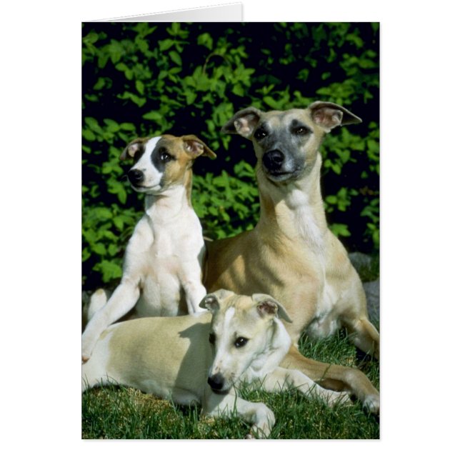 Whippet und Jungtiere (Vorne)