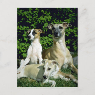 Whippet und Jungtiere Postkarte