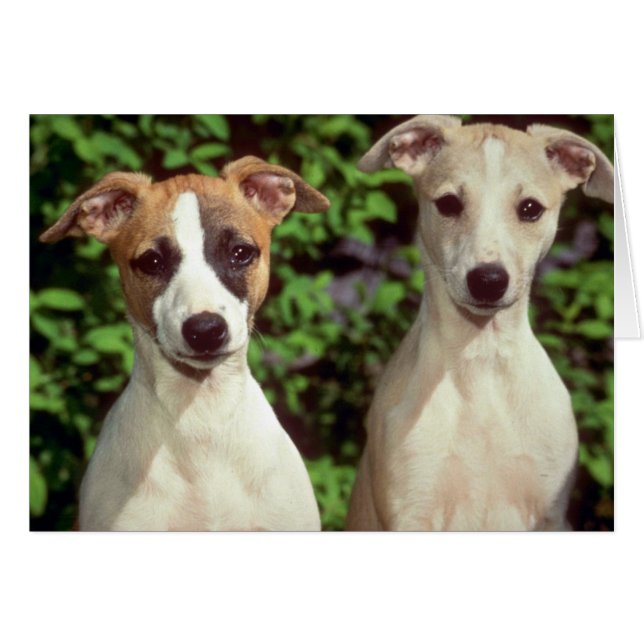 Whippets (Vorderseite (Horizontal))