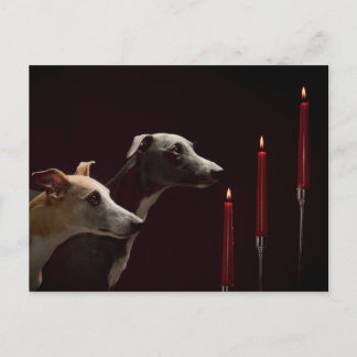 Whippets am Weihnachten