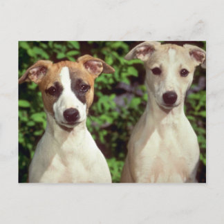 Whippets Postkarte