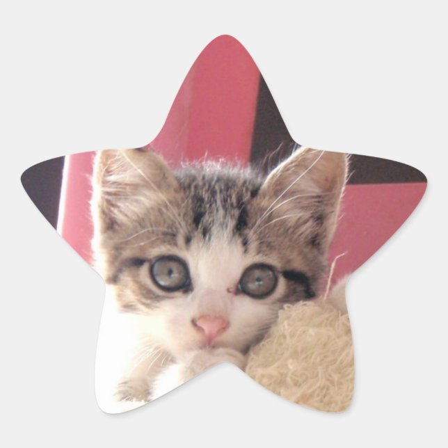 Whiskers' Kitten-Star-Aufkleber Stern-Aufkleber (Vorderseite)