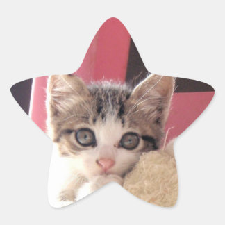 Whiskers' Kitten-Star-Aufkleber Stern-Aufkleber