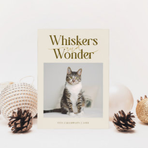 Whiskers & Wonder Cat Foto Weihnachten