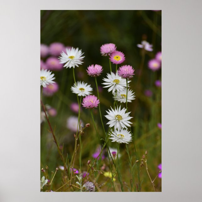 Whispers of Wildflowers Poster (Vorne)