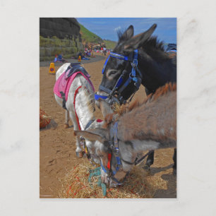 Whitby Donkeys Postkarte