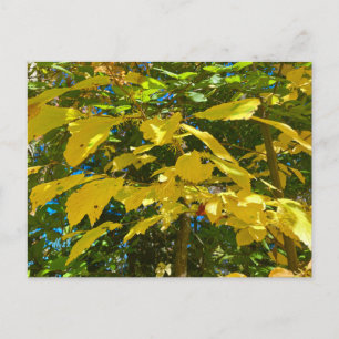 Whitcher Hazel Postcard Postkarte