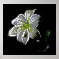 White-82698 Weiße Lilie Blume Naturschönheit Digit