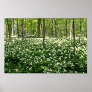 White A field of trilliums, Niagara Falls Blume Poster