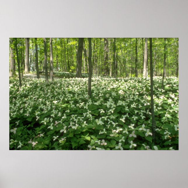 White A field of trilliums, Niagara Falls Blume Poster (Vorne)