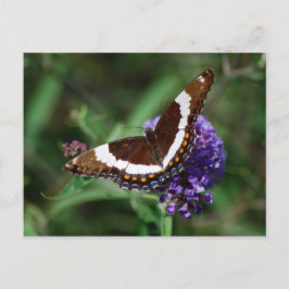 White Admiral Butterfly Postcard Postkarte