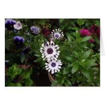 White African Daisy
