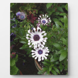 White African Daisy Fotoplatte