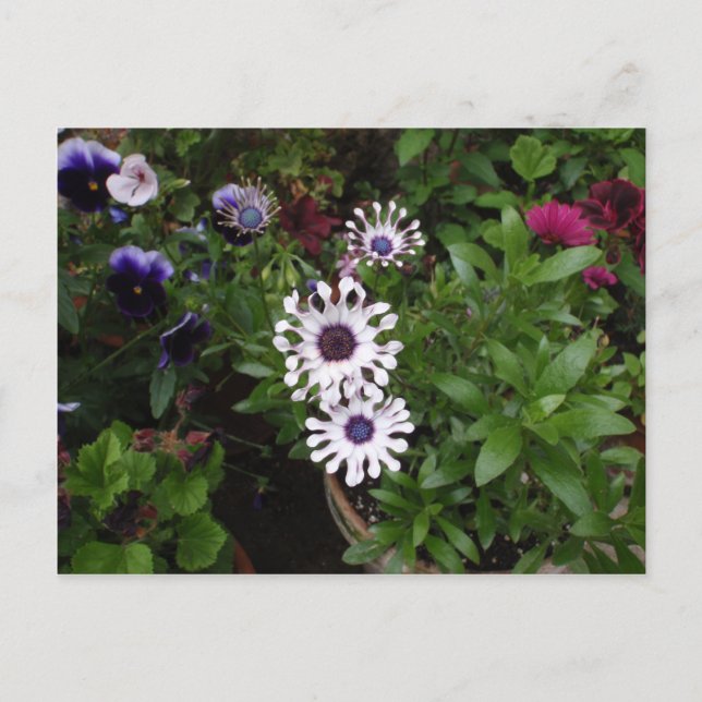 White African Daisy Postkarte (Vorderseite)