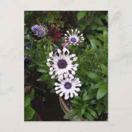 White African Daisy Postkarte