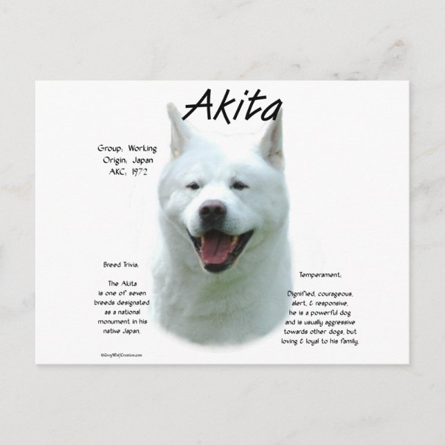White Akita History Postkarte (Vorderseite)