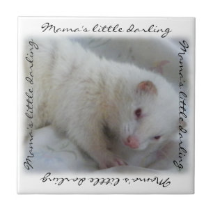 White Albino Ferret Picture Fliese