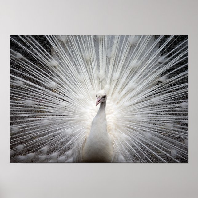 White Albino Peacock Atemberaubendes Wallfahrtspos Poster (Vorne)