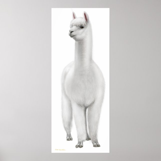 White Alpaca Print Poster (Vorne)