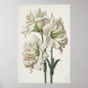 White Amaryllis Blume Art Print Poster