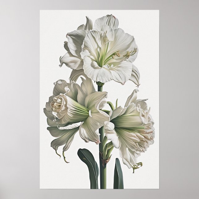 White Amaryllis Blume Art Print Poster (Vorne)
