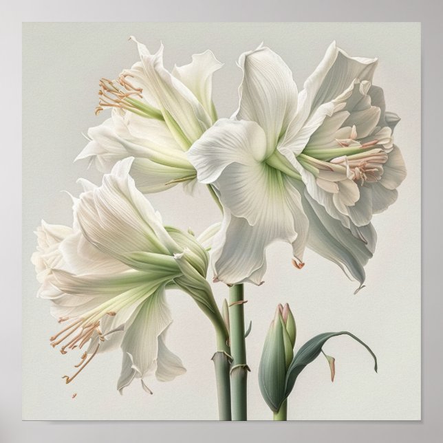 White Amaryllis Blume Art Print Poster (Vorne)