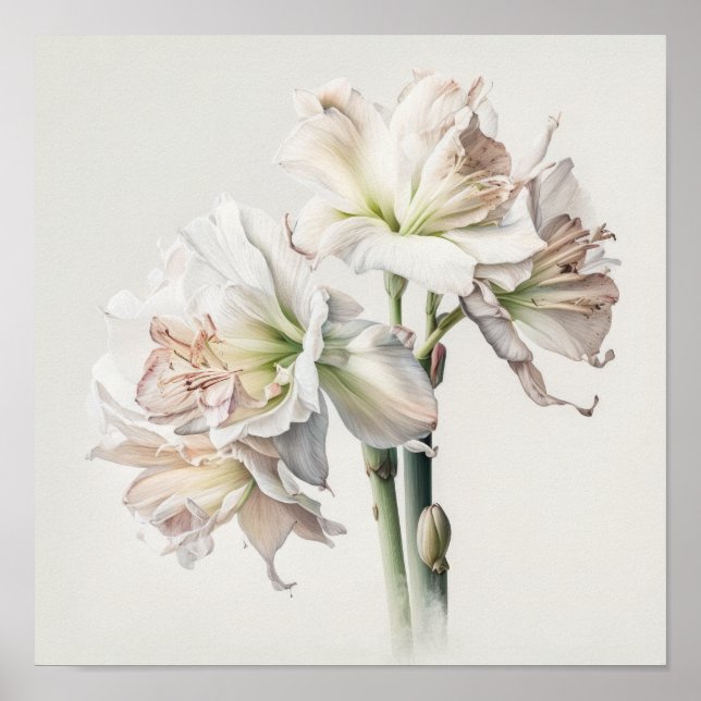 White Amaryllis Blume Art Print Poster (Vorne)
