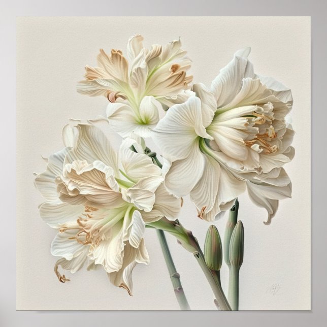 White Amaryllis Blume Art Print Poster (Vorne)