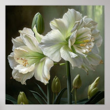 White Amaryllis Blume Art Print Poster