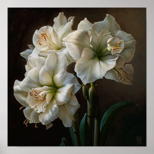 White Amaryllis Blume Art Print Poster