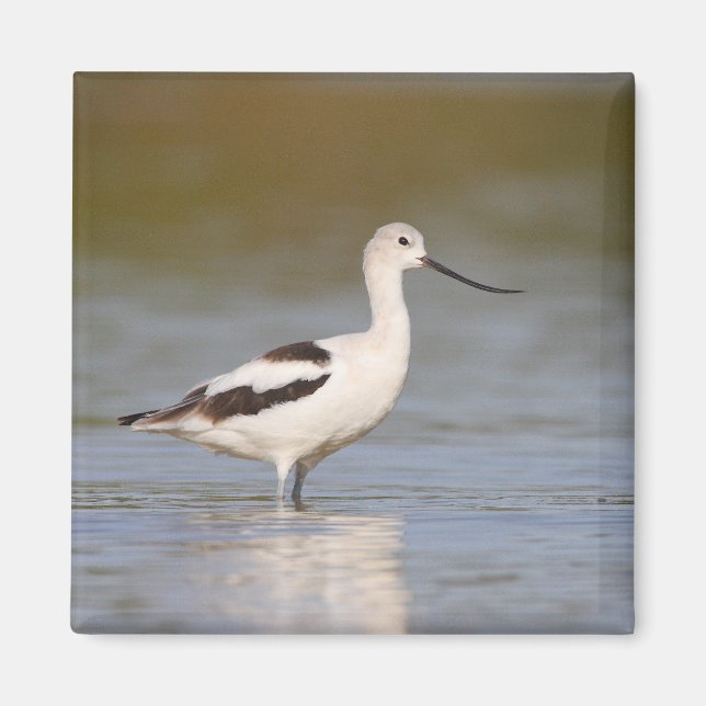 White American Avocet Magnet (Vorne)