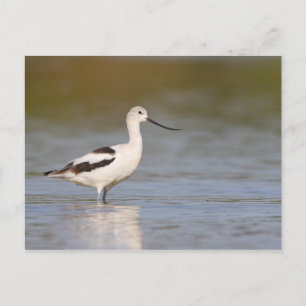 White American Avocet Postkarte
