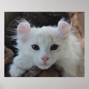 White American Curry Kitten Poster