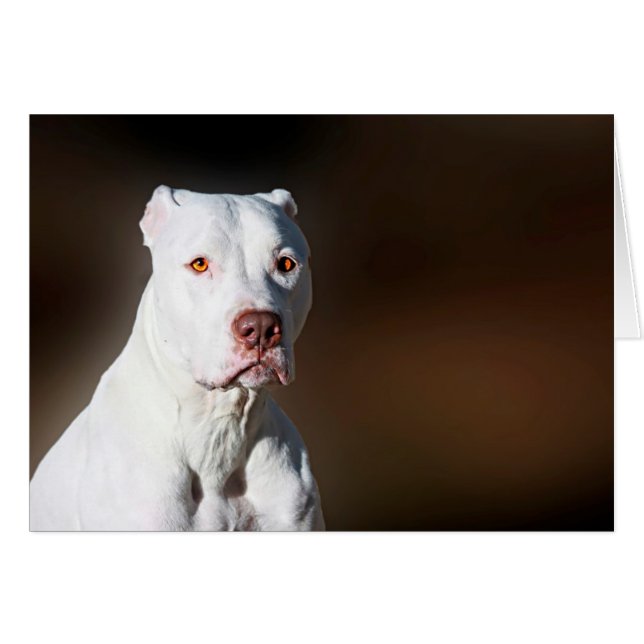 White American Pitbull Terrier Rescue Dog (Vorderseite (Horizontal))