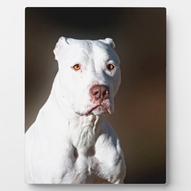 White American Pitbull Terrier Rescue Dog Fotoplatte (Vorderseite)