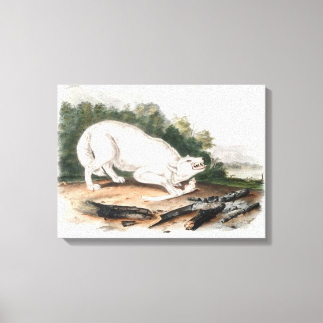 White American Wolf von John James Audubon Leinwanddruck (Vorderseite)