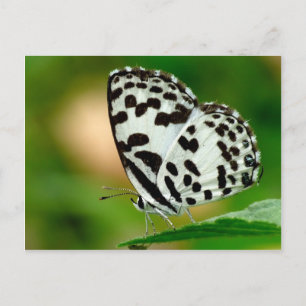 White and Black Spotted Pierrot Butterfly Postkarte