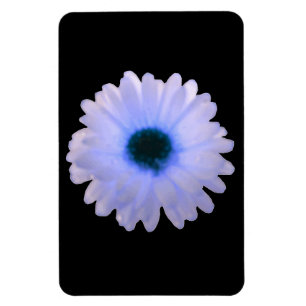 White and Blue Marigold Premium Magnet