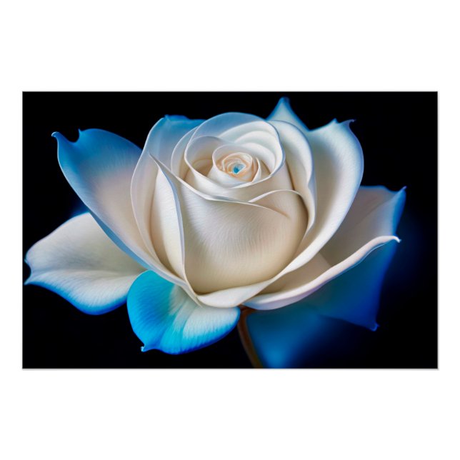 White and Blue Rose Poster (Vorderseite)