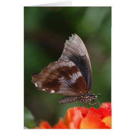 White and Brown Butterfly on Red Blume