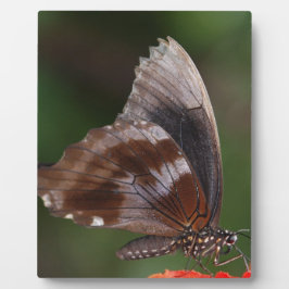 White and Brown Butterfly on Red Blume Fotoplatte
