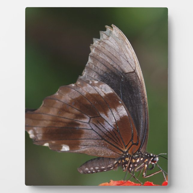 White and Brown Butterfly on Red Blume Fotoplatte (Vorderseite)