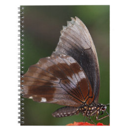 White and Brown Butterfly on Red Blume Notizblock