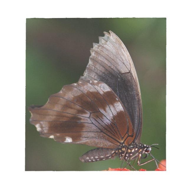 White and Brown Butterfly on Red Blume Notizblock (Vorderseite)