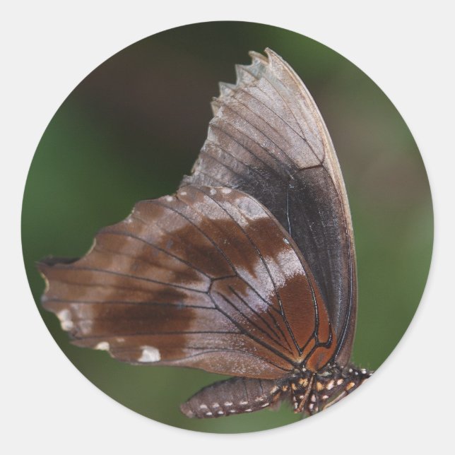 White and Brown Butterfly on Red Blume Runder Aufkleber (Vorderseite)