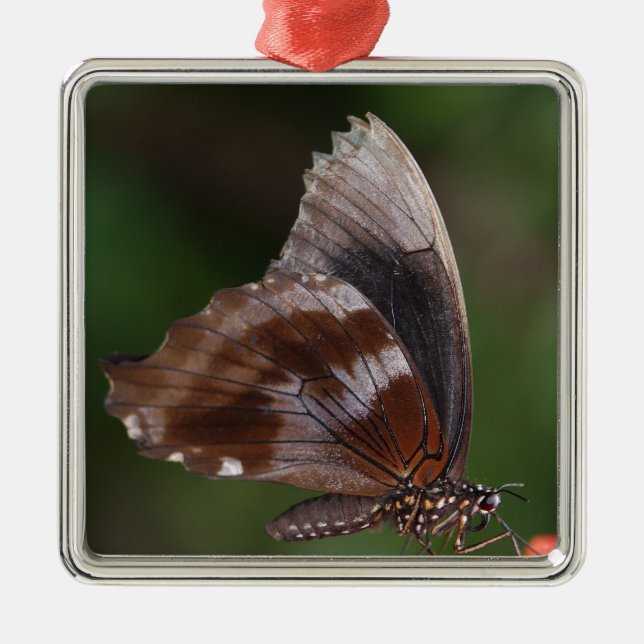 White and Brown Butterfly on Red Blume Silbernes Ornament (Vorne)