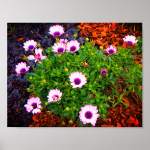 White and Lila African Daisy #1 Poster