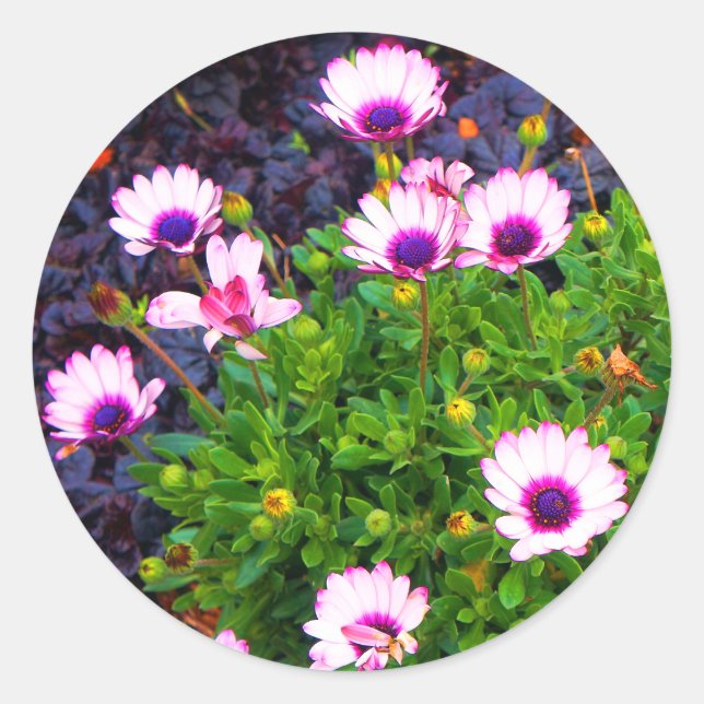 White and Lila African Daisy #1 Stickers (Vorderseite)